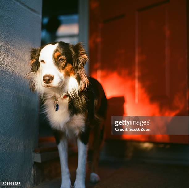 australian shepherd border collie mix dog at door of apartment - border collie stock-fotos und bilder