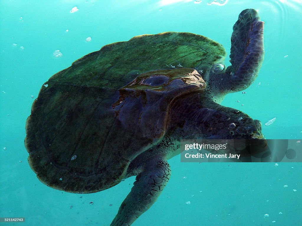 Sea turtle