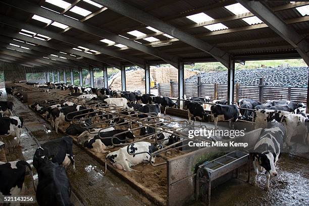 Overview of the main cow shed where the cows which are milking both pregnant and not pregnant spend their time. The stalls are filled with sand to...