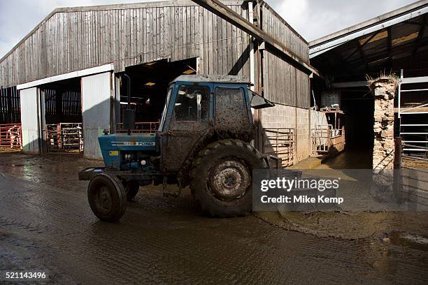 James Clark scraping the muck out with a tractor. With approximately 340 in the herd, muck is a constant in the lives of the staff here. It all must...