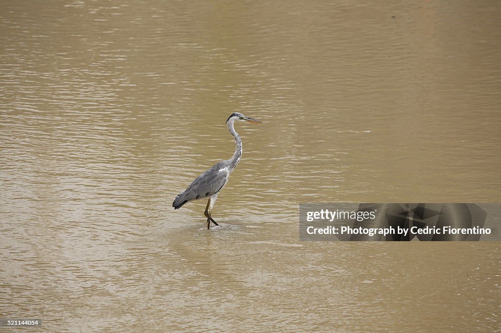 Singapore Crane