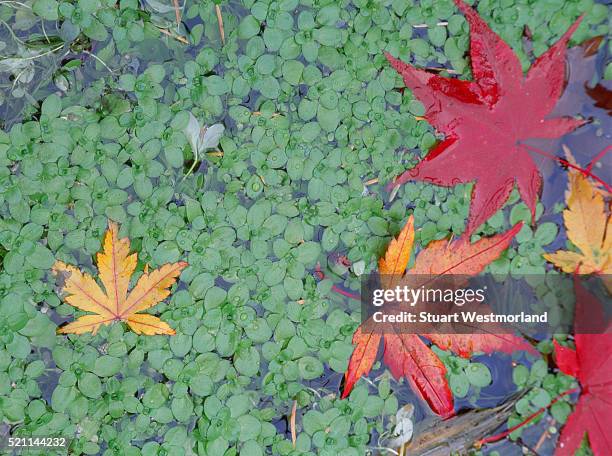 fallen japanese maple leaves in pons of duckweed - washington park arboretum stock-fotos und bilder