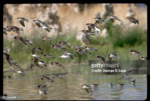 flock of flying wilson's phalaropes - monosjön bildbanksfoton och bilder