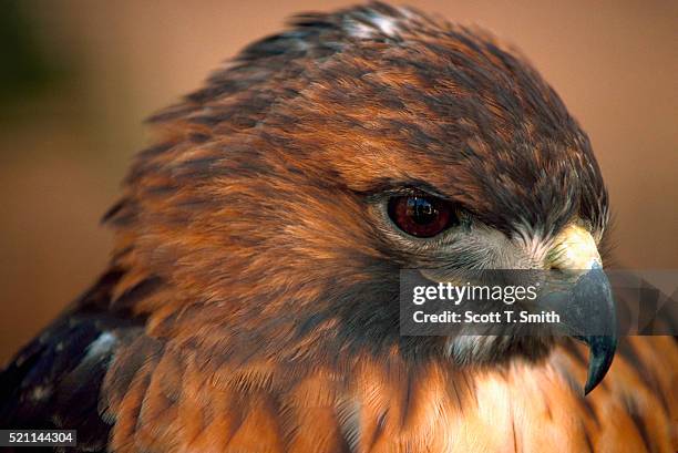 red-tailed hawk - roodstaartbuizerd stockfoto's en -beelden