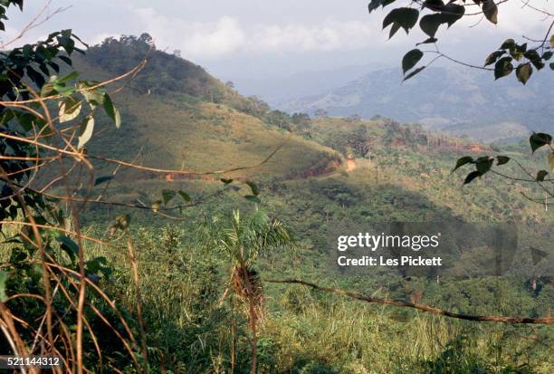 jungle on the ivory coast - elfenbenskusten bildbanksfoton och bilder