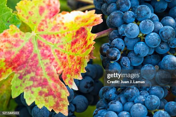 foto de un racimo de uvas tintas y una hoja de vid - uvas cabernet sauvignon stock pictures, royalty-free photos & images