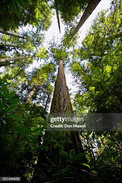 old growth douglas fir trees - douglas fir stock pictures, royalty-free photos & images