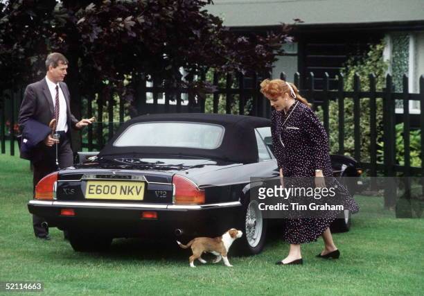 The Duchess Of York, Pregnant, Arriving With Her Jack Russell Puppy Dog Bendicks In Her Jaguar Xjs Convertible Sports Car To Watch A Charity Polo...