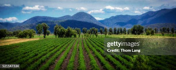 rows of farm crops in front of mountains, mexico - état du michoacan photos et images de collection