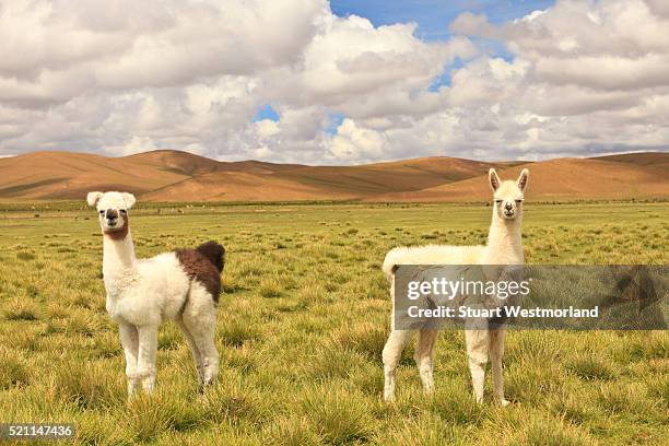 llamas on pampa - llama stock-fotos und bilder
