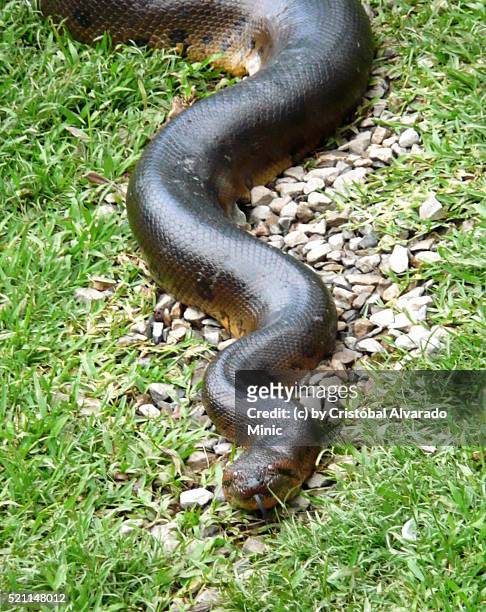 anaconda (eunectes murinus) - anaconda snake stock pictures, royalty-free photos & images