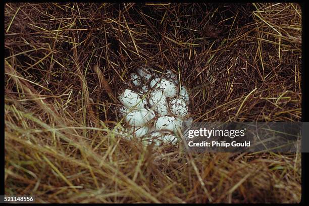 american alligator eggs in nest - alligator nest stock-fotos und bilder