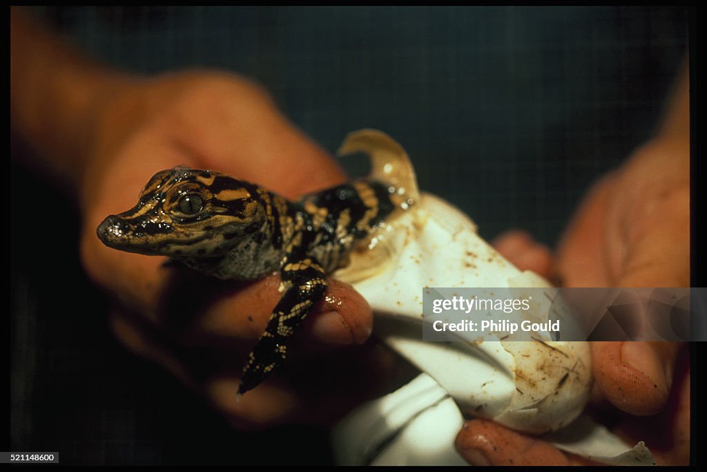 Hatching Alligator