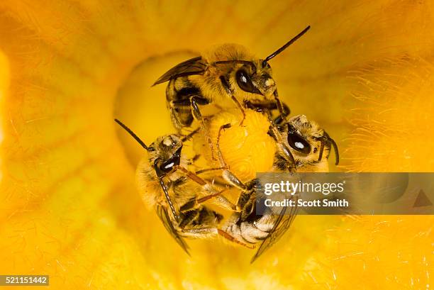 leafcutter bees on a squash blossom - pistill bildbanksfoton och bilder