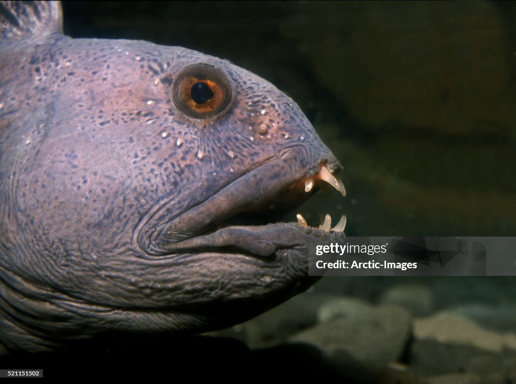 Atlantic Wolffish