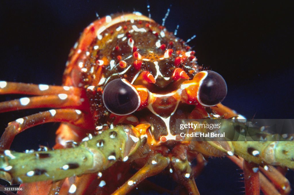 Spotted Spiny Lobster