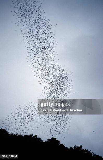 bats flying from deer cave at dusk to feed on insects - deer cave stockfoto's en -beelden