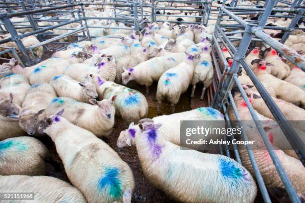 a farmers auction market in south molton, devon, uk. - ashley lamb stock pictures, royalty-free photos & images