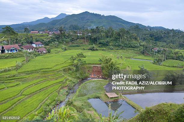 village and paddy rice field - java oeste imagens e fotografias de stock