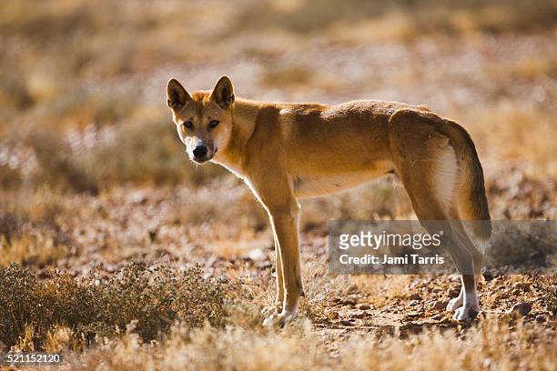 a male dingo waits for his female in the morning light. - dingo imagens e fotografias de stock