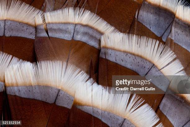 tail feather design of lavender turkey - turkey feathers 個照片及圖片檔