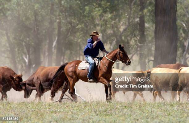 Prince Harry Works As A Jackaroo Cowboy Mustering Charolais And Shorthorn Bulls On A Cattle Ranch In The Outback In Austrlia Owned By Friends Of His...