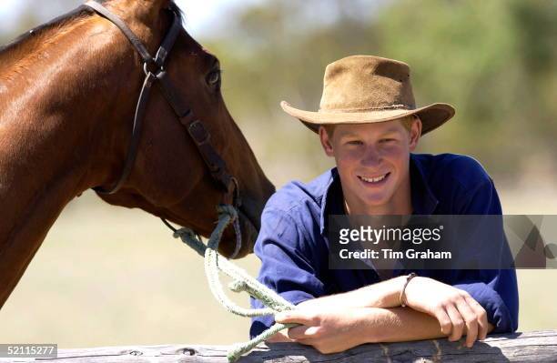 Prince Harry Works As A Jackaroo Cowboy Mustering Charolais And Shorthorn Bulls On A Cattle Ranch In The Outback In Australia Owned By Annie And Noel...