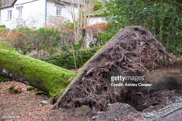 an old oak tree blown over by storm force winds in rydal, lake district, uk - wind storm stock pictures, royalty-free photos & images