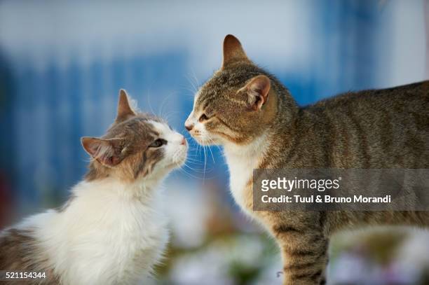 street cats, mykonos, cyclades, greece - twee dieren stockfoto's en -beelden