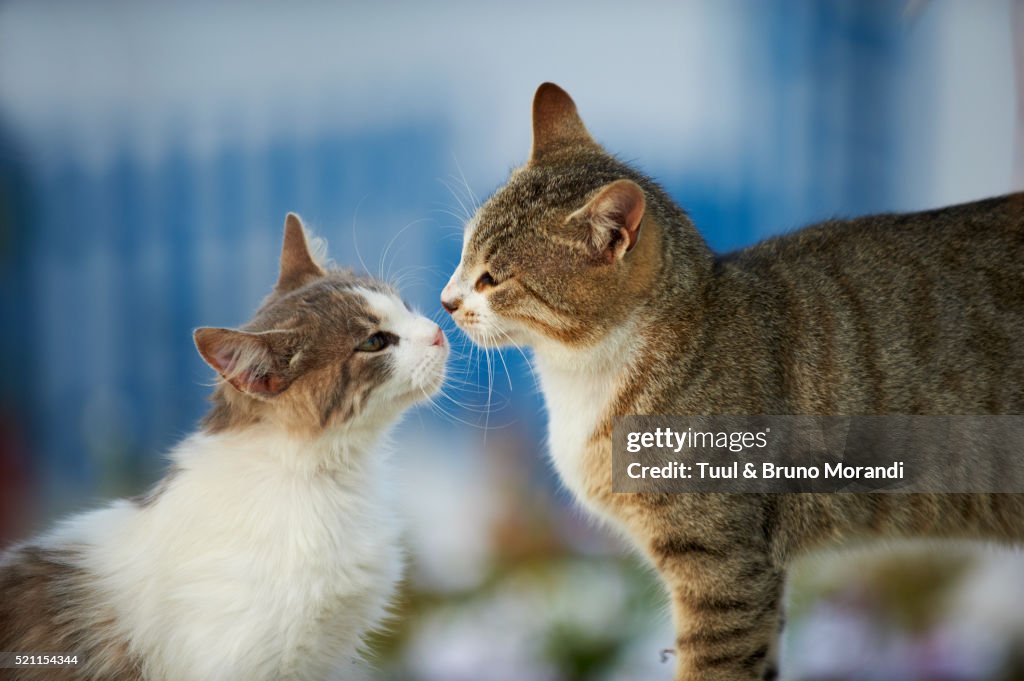 Street cats, Mykonos, Cyclades, Greece