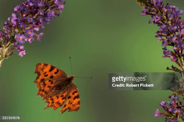 comma butterfly, polygonum c-album, kent, uk - comma butterfly stock pictures, royalty-free photos & images