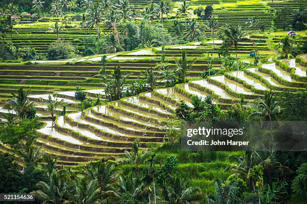rice fields, jatiluwih, bali - jatiluwih rice terraces stock pictures, royalty-free photos & images