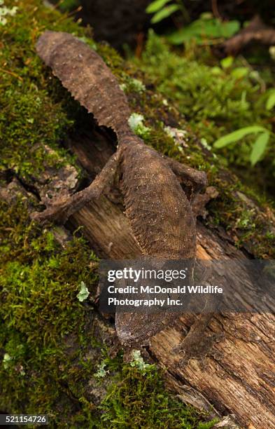 leaf-tail gecko - uroplatus fimbriatus stock-fotos und bilder