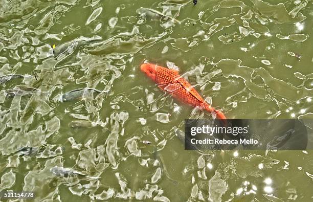 the fishes  into the ibirapuera lake - top view of ibirapuera park in sao paulo brazil stock pictures, royalty-free photos & images