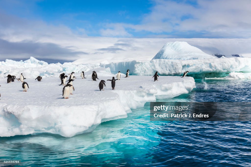 Adelie penguins, Antarctica