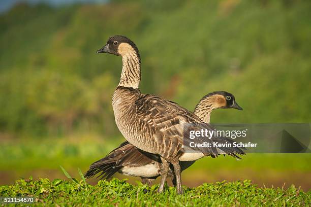 nene or hawaiian goose, (branta sandvicensis) endangered, hanalei national wildlife refuge, kauai - hanalei national wildlife refuge stock pictures, royalty-free photos & images