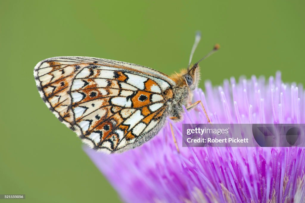 Small Pearl Bordered Fritillary Butterfly, clossiana selene f.hela, Finland