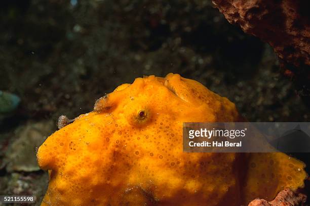 painted frogfish - yellow frogfish stock pictures, royalty-free photos & images
