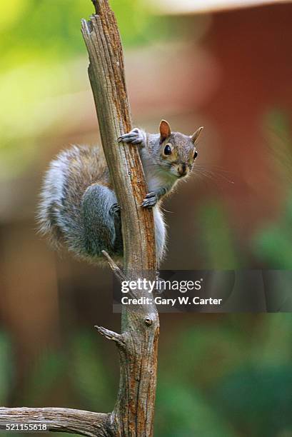 alert gray squirrel on a branch - gray squirrel foto e immagini stock