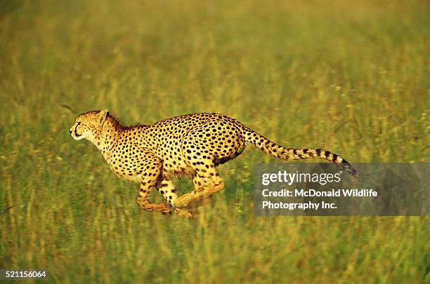 cheetah sprinting - cheetah running stock pictures, royalty-free photos & images