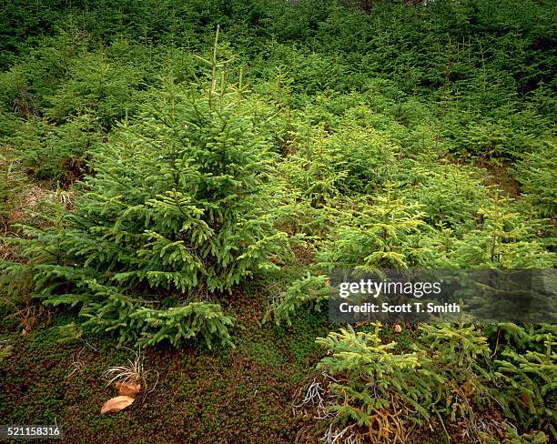 red spruce saplings - red spruce bildbanksfoton och bilder