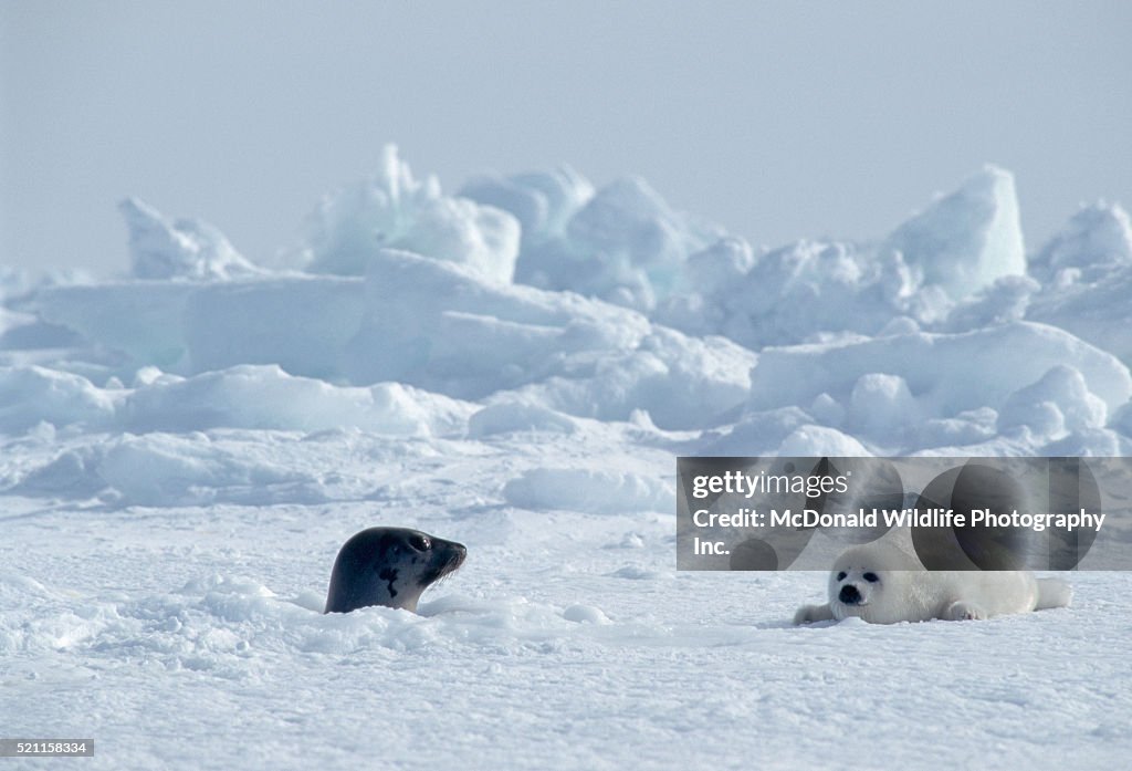Female Harp Seal and Pup