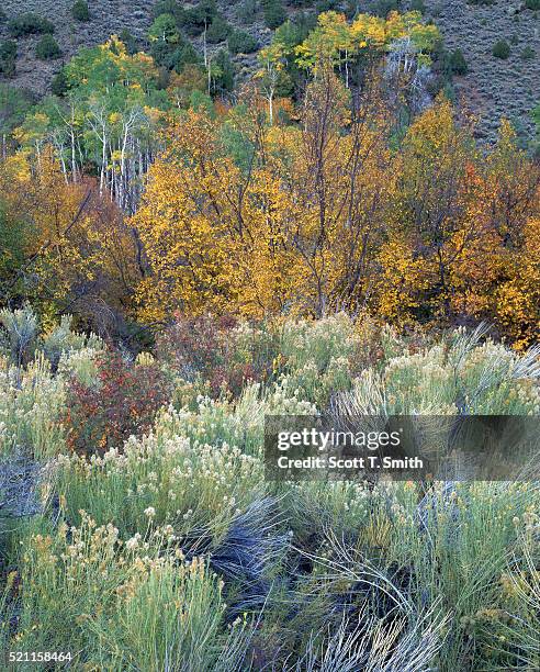 trees at marmot spring - rabbit brush stock pictures, royalty-free photos & images