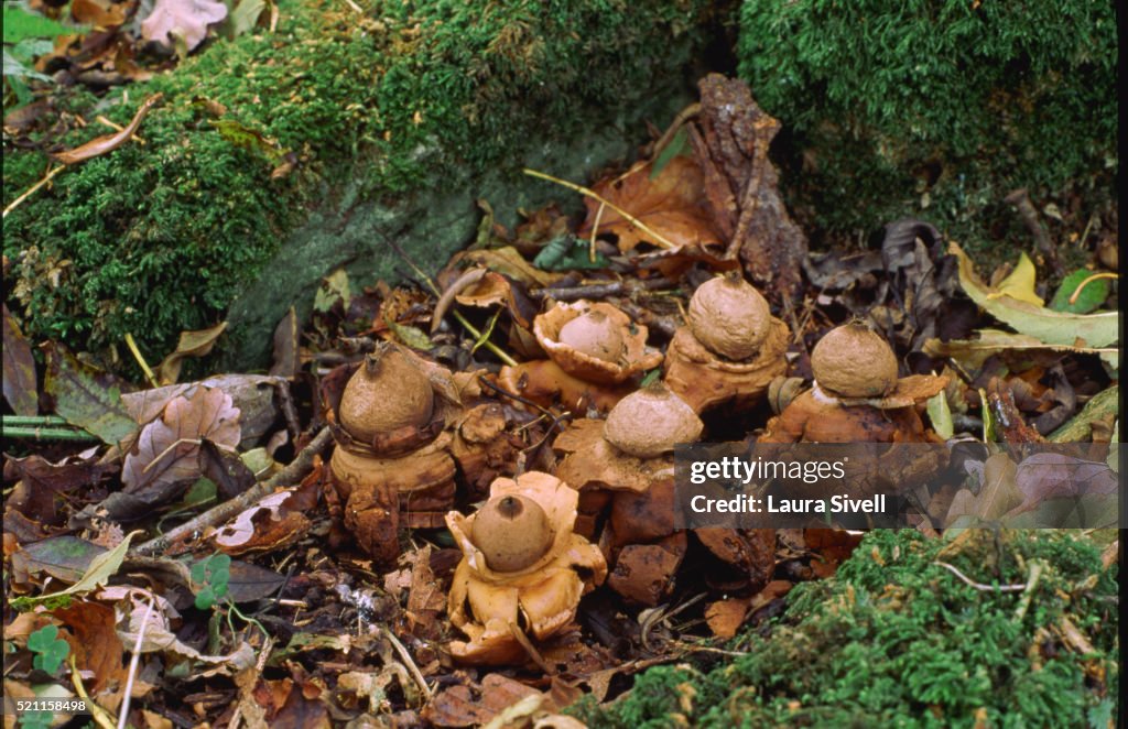 Earth Star Fungi