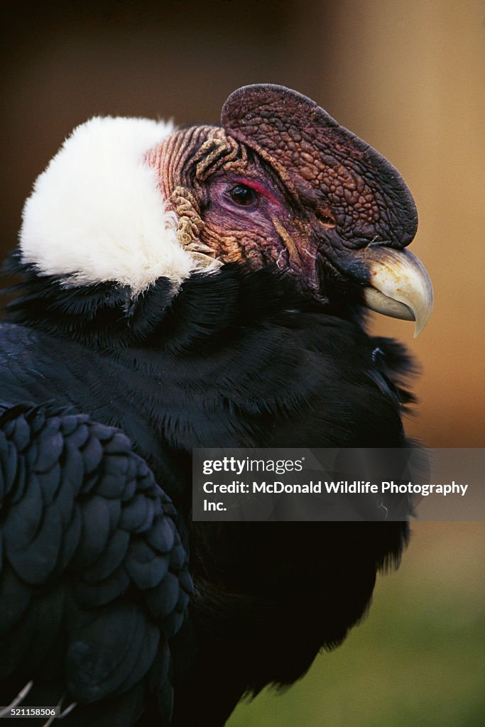 Captive Andean Condor