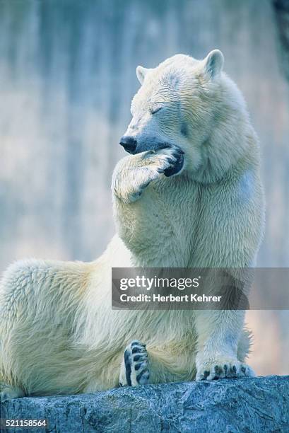 polar bear yawning in zoo enclosure - funny polar bear stock pictures, royalty-free photos & images