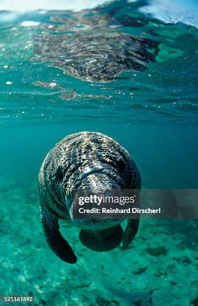 west indian manatee, calf, trichechus manatus latirostris, usa, florida, fl, crystal river - manatee stock pictures, royalty-free photos & images