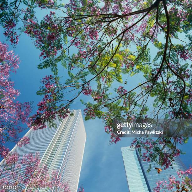 Spring Tree Tall Strong Tall Tree Photos and Premium High Res Pictures - Getty Images
