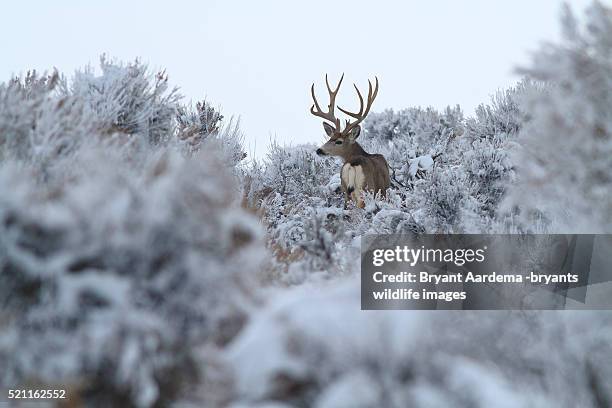 Basket Rack Deer 468 Deer Rack Stock Photos, High-Res Pictures, and Images - Getty Images