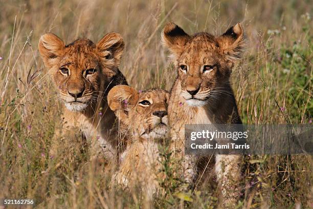 three lion cubs hiding in tall grass until their mother returns - löwenjunges stock-fotos und bilder